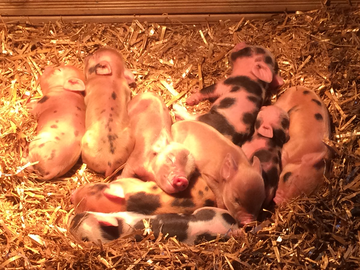 praisesaltash's tweet photo. https://t.co/EYj3fVzOu4 is delighted to have welcomed Charlotte, a world famous @PennywellFarm miniature pig, and her 9 piglets to our farm family! https://t.co/e7IxIkipAv https://t.co/hsMuwH5qZk
