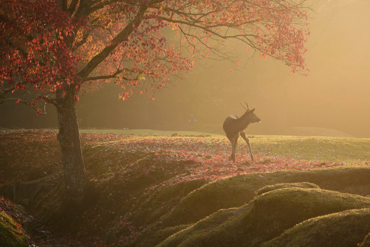 にこんくん™🍅🍰♨️🍝🐕️🎠(cv ｲｹﾒﾝお兄さん) tweet media