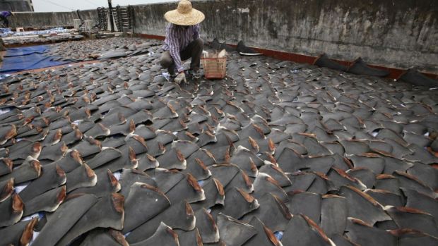 Shark_Katharine's tweet photo. #ThingsICantAccept
The killing of sharks for a bowl of soup. https://t.co/taJwHo0DeI