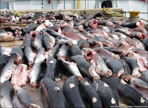 Shark_Katharine's tweet photo. #ThingsICantAccept
The killing of sharks for a bowl of soup. https://t.co/taJwHo0DeI