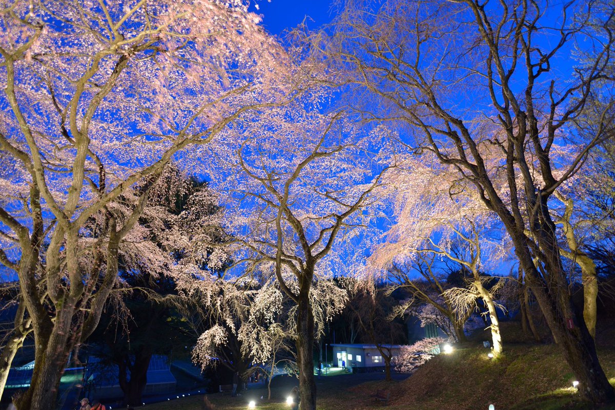 にこんくん™🍅🍰♨️🍝🐕️🎠(cv ｲｹﾒﾝお兄さん) tweet media