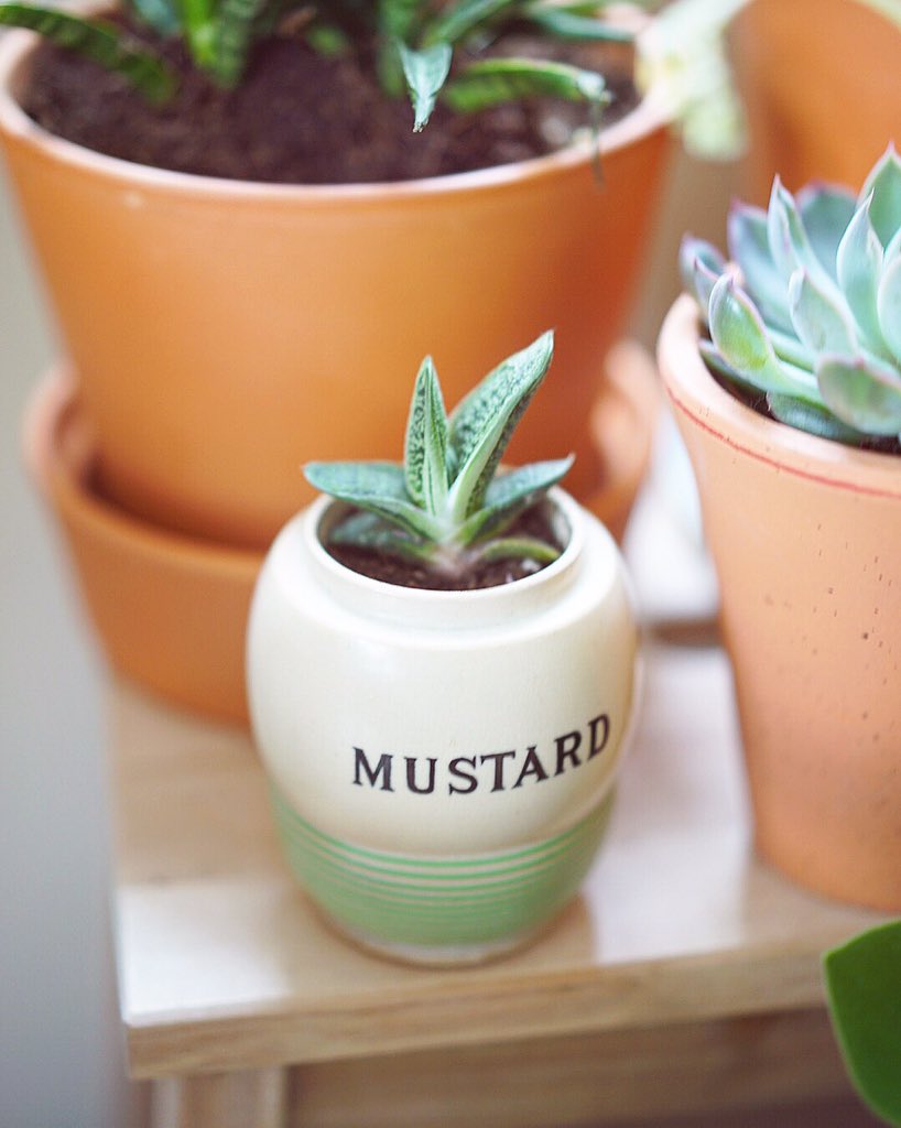 rusticlondon's tweet photo. This little guy is a Gasteria Succulent... 'Little Warty' - we potted him in reclaimed kitchenware. Let us come and repot for you, check for nasties and make sure roots are healthy! 
#londongardener #londongarden #rusticlondon #gardening #hackney #hackneygardener #repotting https://t.co/vaCd9FrAYn