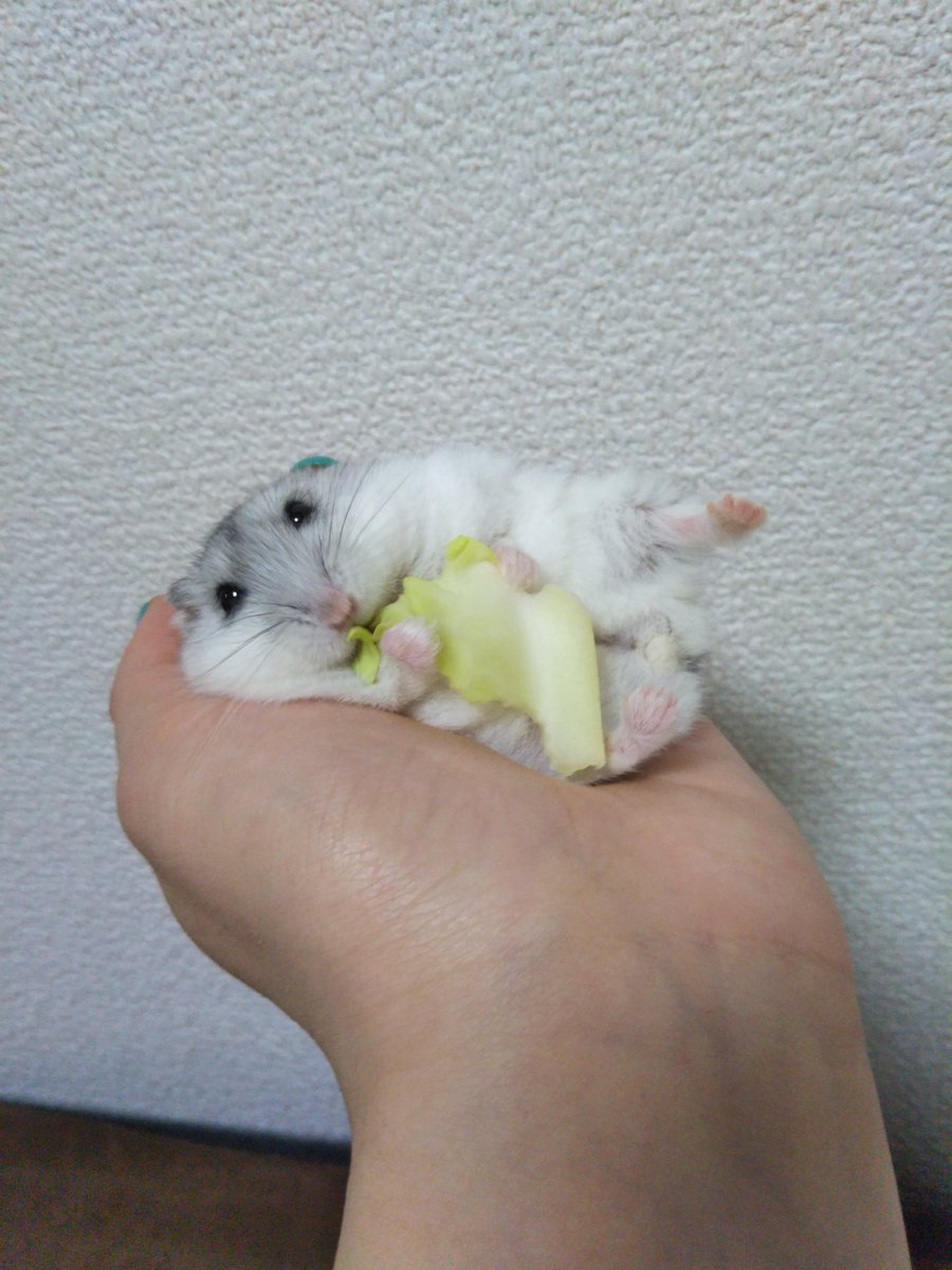 tsuyukusa38's tweet photo. 伝われたっぷり感 https://t.co/M0pW5kn4aY