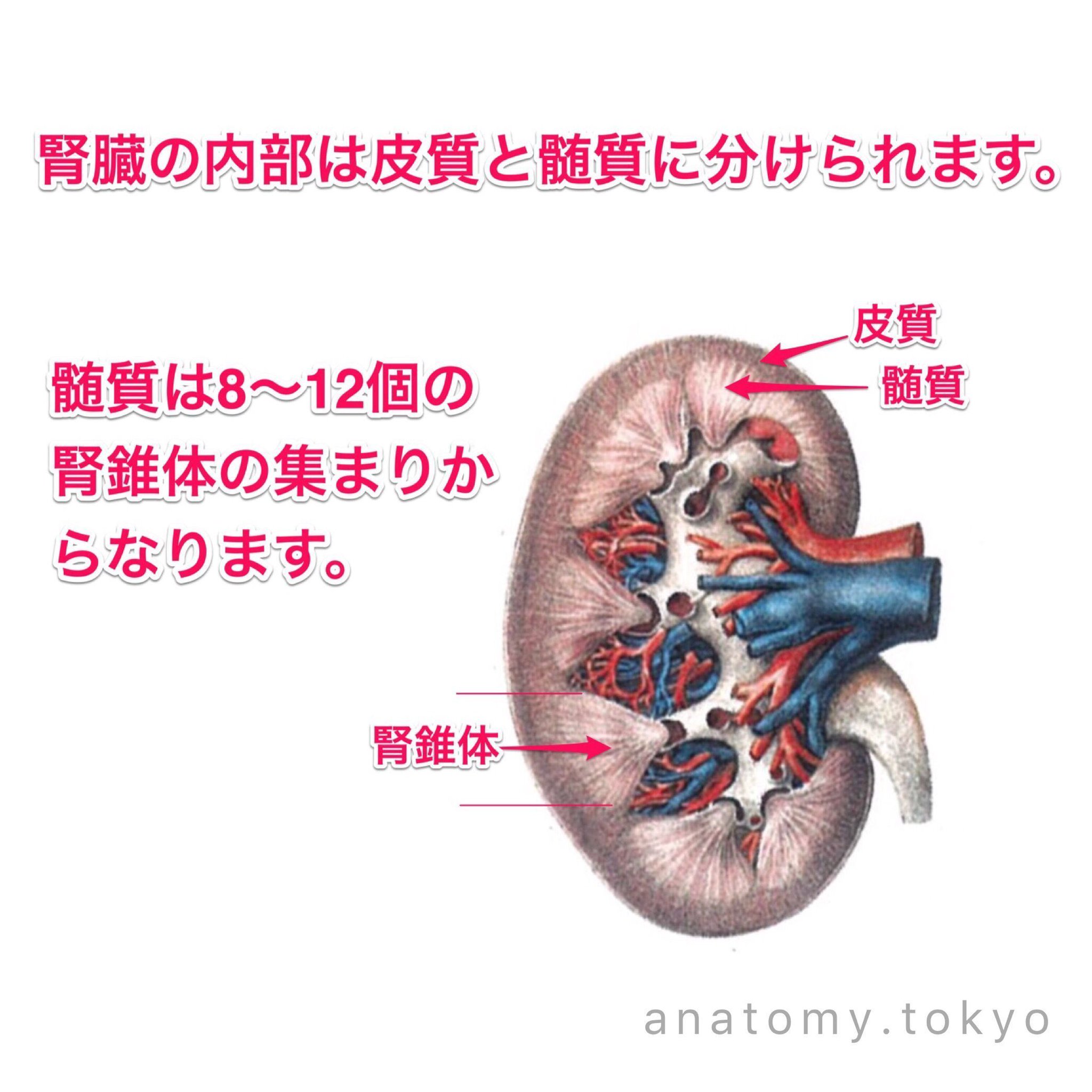 解剖学 腎臓&腎小体解剖モデル｜ヤガミ 商品検索システム