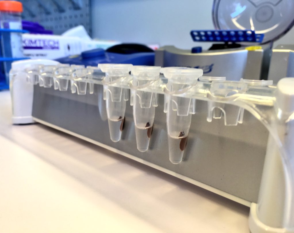 loz_white_'s tweet image. The last of my first batch of captures! Exome-DNA is bound to streptavidin beads, which are stuck on a magnet, alllowing me to wash away non-target DNA. 

Excited to pass these suckers onto sequencing. 

#poopscience #ChimpResearch #LabLife