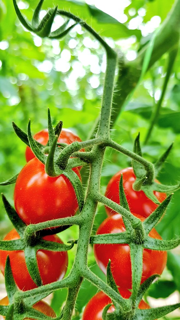 AgritexEnergySA's tweet photo. Low light levels outside , juicy snack tomatoes inside the glasshouse @ChristinaPapaio @IoannisGian @KCholidis @ROCKWOOLInt @MyUltraLife @E_Drimtzias @AGRIS_SA @RZHellas @iqcrops @s_aggelo https://t.co/wW0fbrSNek