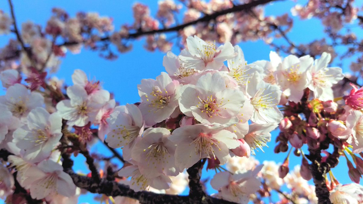 花 En Twitter 花は 桜 君は美し 春の木漏れ日 君の微笑み 冬が終わり 雪が溶けて 君の心に 春が舞い込む 水野良樹 花は桜 君は美し 今日の誕生花 彼岸桜 花言葉 精神美 画像は数日前の熱海桜 7時 熱海桜 ﾅｴ