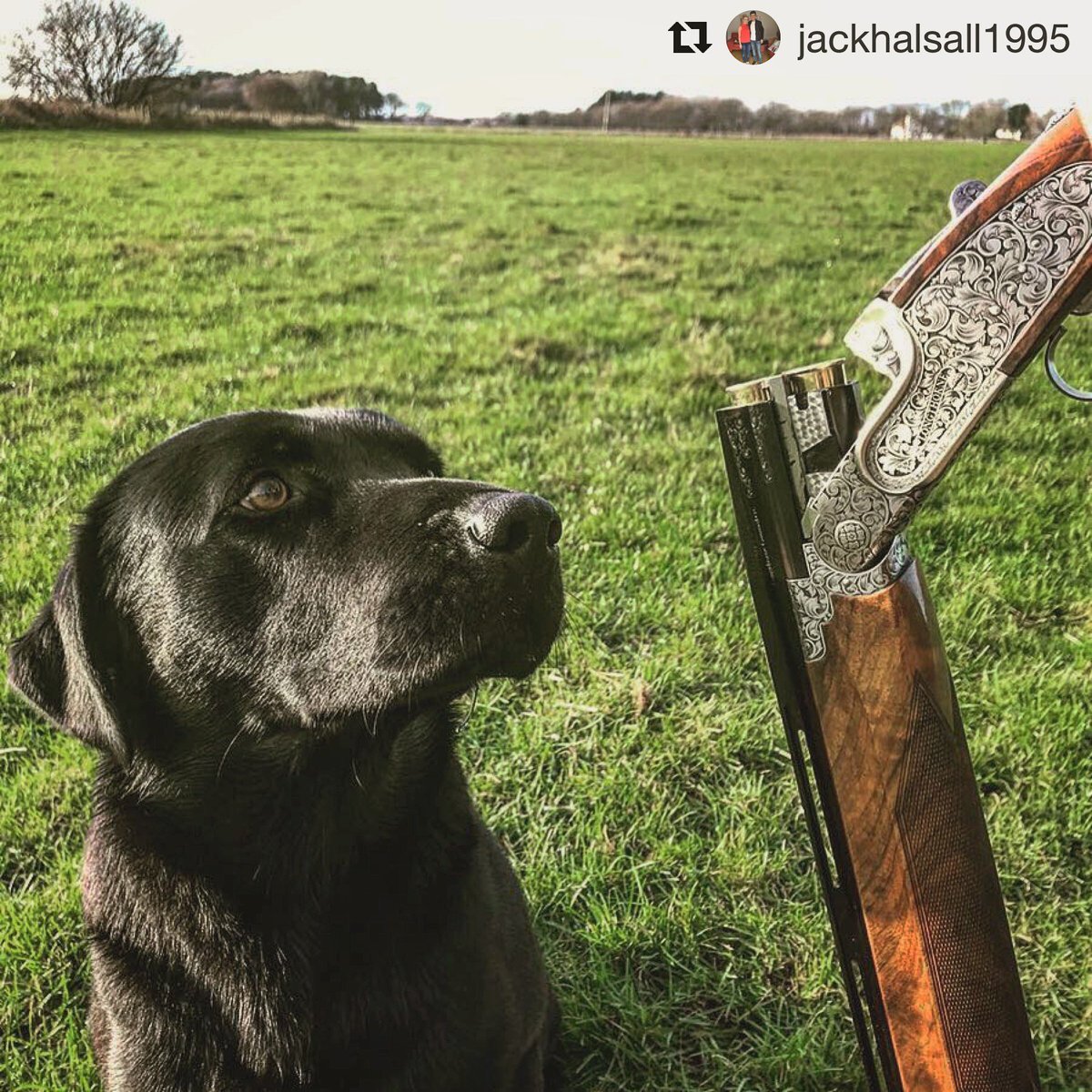 Take me back to the field. Great photo from sponsored shot Jack, beautiful Labrador.  #Repost @jackhalsall1995 with @get_repost
・・・
🐶🔫🖤 #longthorneguns #labrador #bespoke #dog #blacklab #gundog #eleyhawk #britishshootingshow #gundog