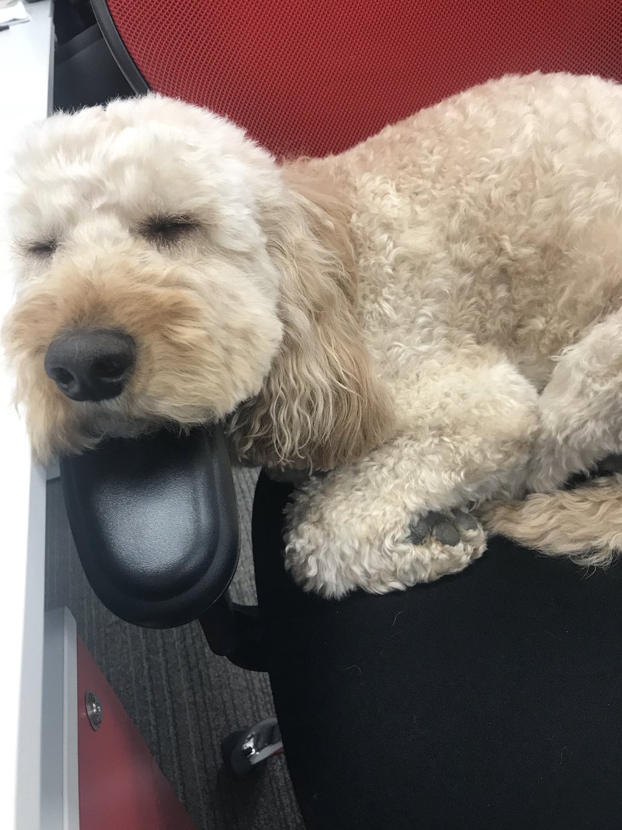 hollyfrench23's tweet photo. Happy Wednesday Everyone! ❤️ #highaccess - every office should have an office dog! https://t.co/7m3t0jGeFw