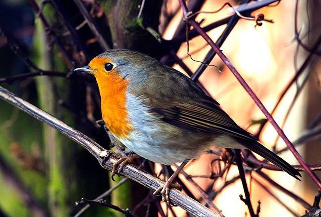 SimonJames's tweet photo. Canon EOS5D MkIII 
Sigma 150-600mm DG OS HSM C at 600mm
#snap_wildlife #birdextreme #anythingfeathered #allmightybirds #feather_perfection #nature_perfection #Planetbirds #capturewildlife # #bestbirdshots #your_best_birds #exclusive_bird #birdtannica #do… https://t.co/WsaKRo0CwS https://t.co/HiWe59Hb6W