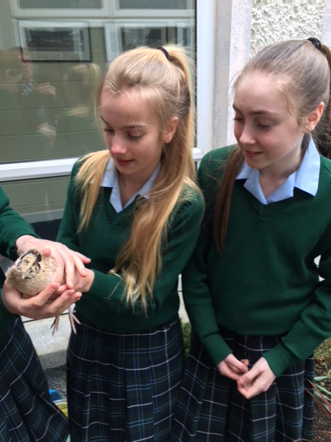 Two beautiful Coturnix, or Japanese Quail have come to stay at the EcoGarden. A competition is being run to name the birds.  #ecogarden #quail . See if you can spot them next time you pass by!
