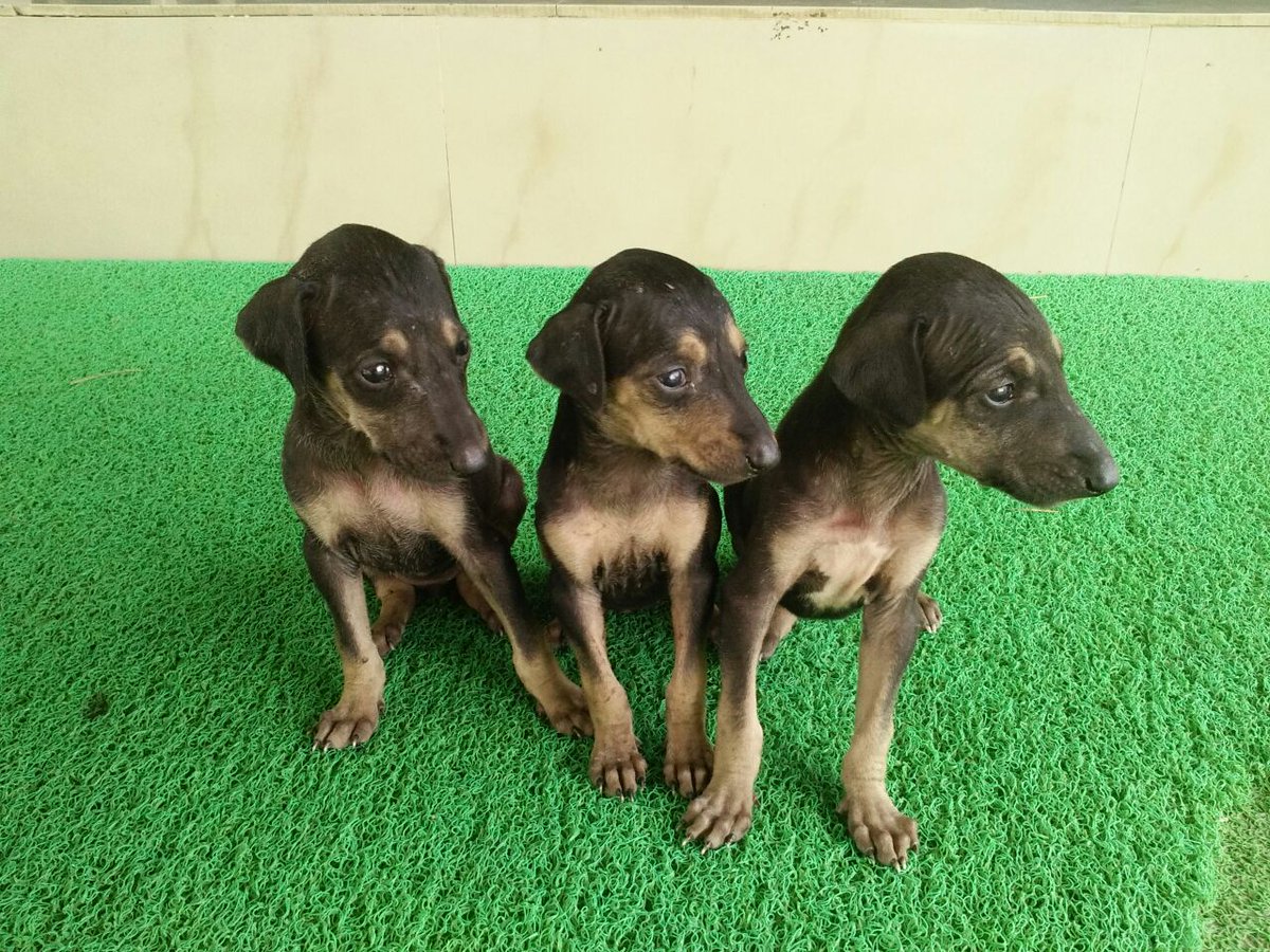 KPerumai's tweet photo. Hey Look there....😍😍😍😍😚😚😚💞💞💞
Kanni Pups...
#KanniTamilaninPerumai
#KanniThePrideOfTamilians
#Kannidogs
#Dogs
#pets #PetsAreFamily #dogstagram https://t.co/FbFxS7IK2H