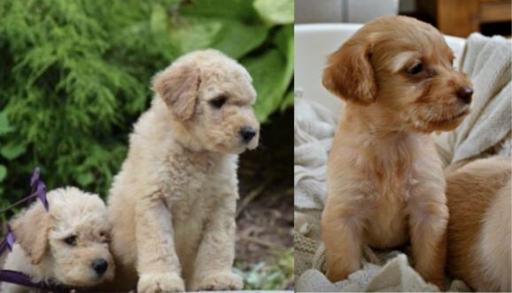 labradoodle breeders yorkshire