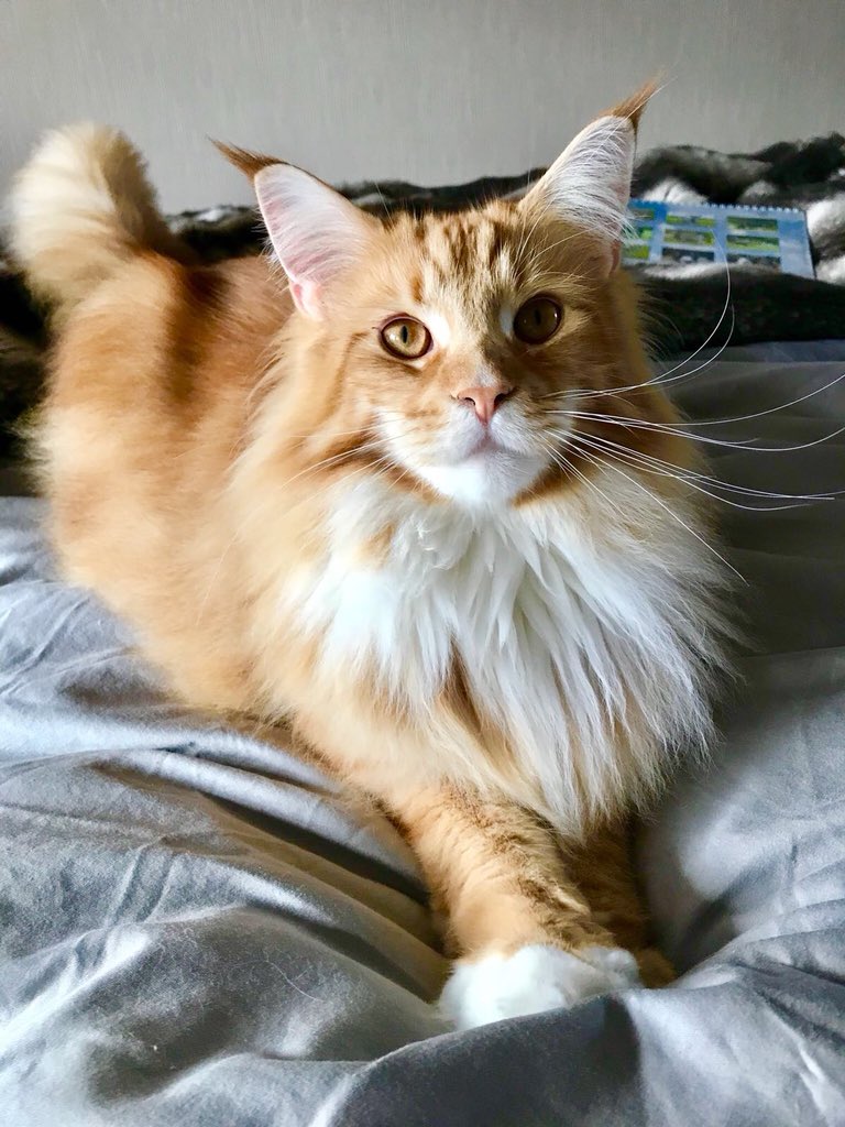 buddy_gizmo's tweet image. Whisker level - almost as insane as tail floof! Happy #WhiskersWednesday everyone! 😸😸🦁🦁