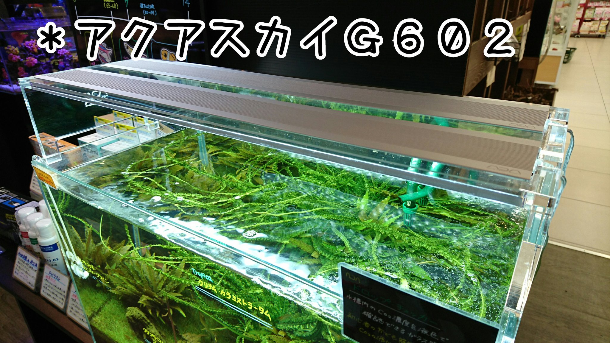 アクアテイラーズ森之宮店 Twitter પર 毎日ada 9 アクアスカイg 当店人気no1の水草育成用ledライトです 前景草を敷き詰めたい 水草を思いっきり楽しみたい方に です 水草がしっかり育ち 葉色をより綺麗な緑に見せてくれる効果もあります アクアテイラーズ森之宮店 Twitter પર 毎日ada 9 アクアスカイg 当店人気no1の水草育成用ledライトです 前景草を敷き詰めたい 水草を思いっきり楽しみたい方に です 水草がしっかり育ち 葉色をより綺麗な緑に見せてくれる効果もあります