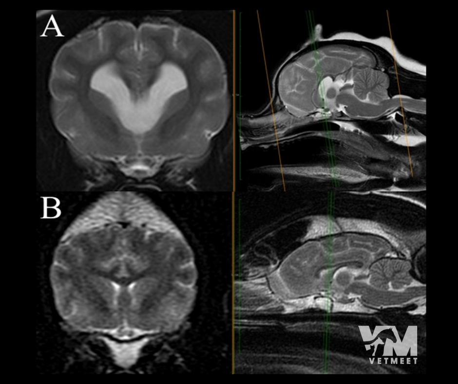 VetMeet's tweet photo. My dear Imagicians and Clinicians what´s wrong with one of these patients? What is the name of this radiographic SIGN? Your answer here https://t.co/3VJkHHl8Tc #VetMeetOpenSource #GiveMeASign #VetMeet #VeterinaryImaging #VeterinaryRadiology https://t.co/QyQSxYbn9n
