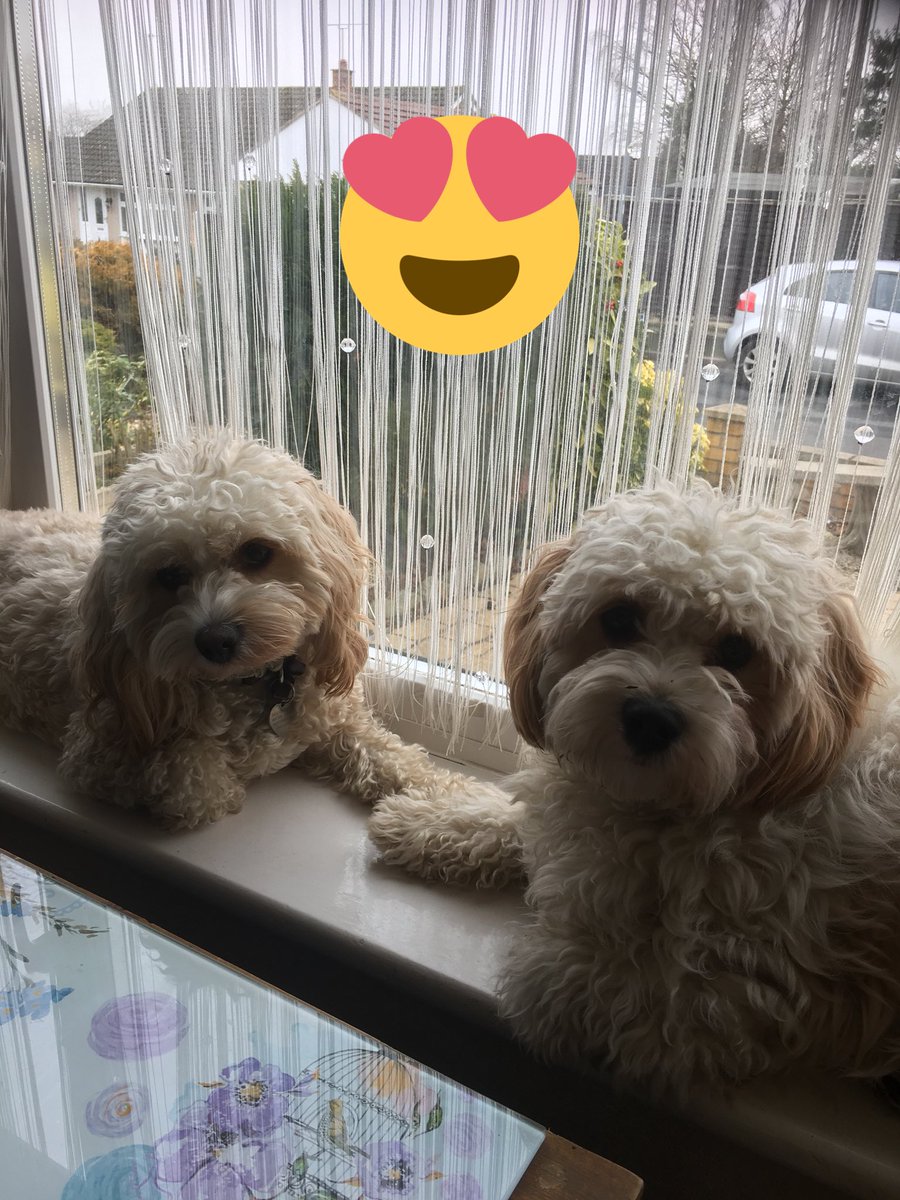SueLevey's tweet photo. @CheshuntRadio Nelly &amp; Teddy C! Romance has blossomed at @dadinpaws https://t.co/ldo0qkSEXm