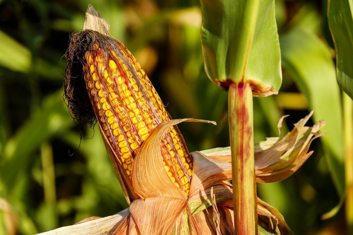 After two decades, scientists find GMOs in corn are good for you. Seriously. bit.ly/2Cbsd2e