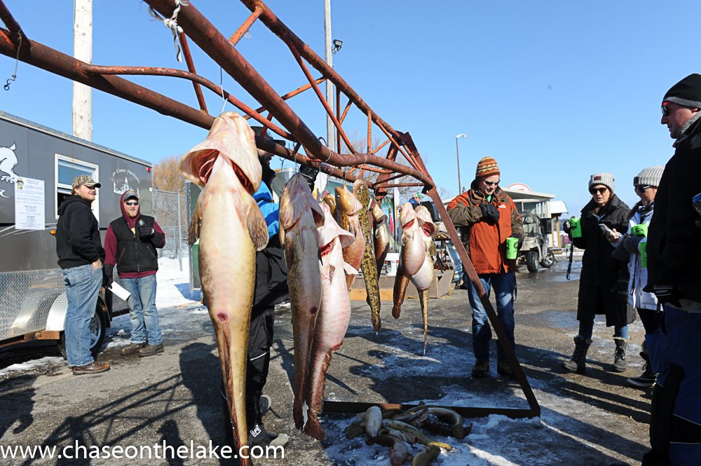 eel_pout's tweet photo. Coming to @eel_pout to fish? If you're planning on fishing as a team, come to the weigh in station and register Friday the 23rd early pm. The Weigh-In station is in front of @ChaseontheLake. Official rules: https://t.co/zi9OBER3Vw #eelpout #fishingtournament #icefishing #poutfest https://t.co/qVRHQFWqyn