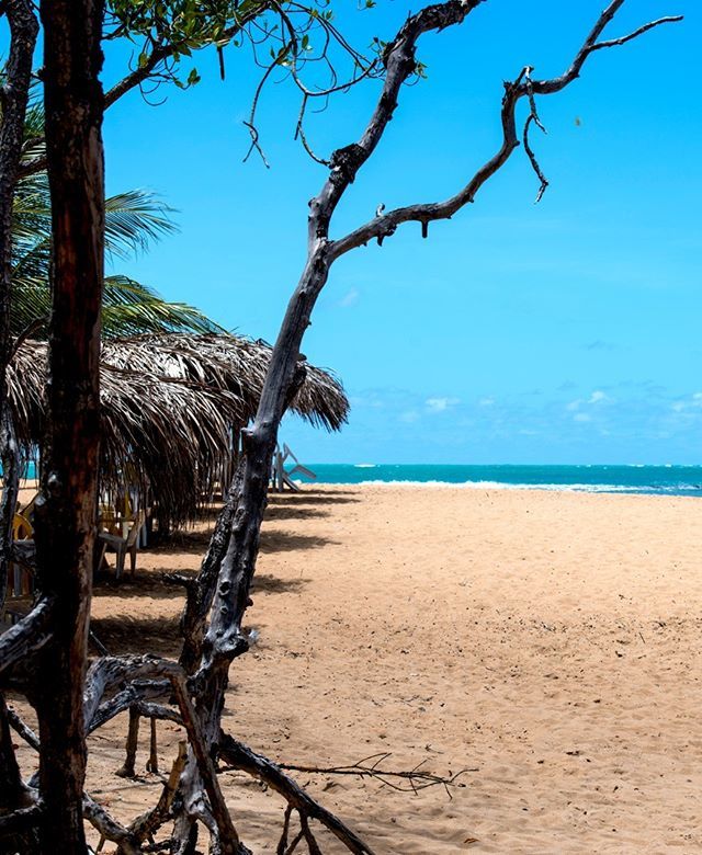 salinasmaceio's tweet photo. Areia no pés, cabeça no mar 😌 #PraiadaTabuba #Alagoas https://t.co/6rR1Zwp86G https://t.co/pAgGD0Xik6