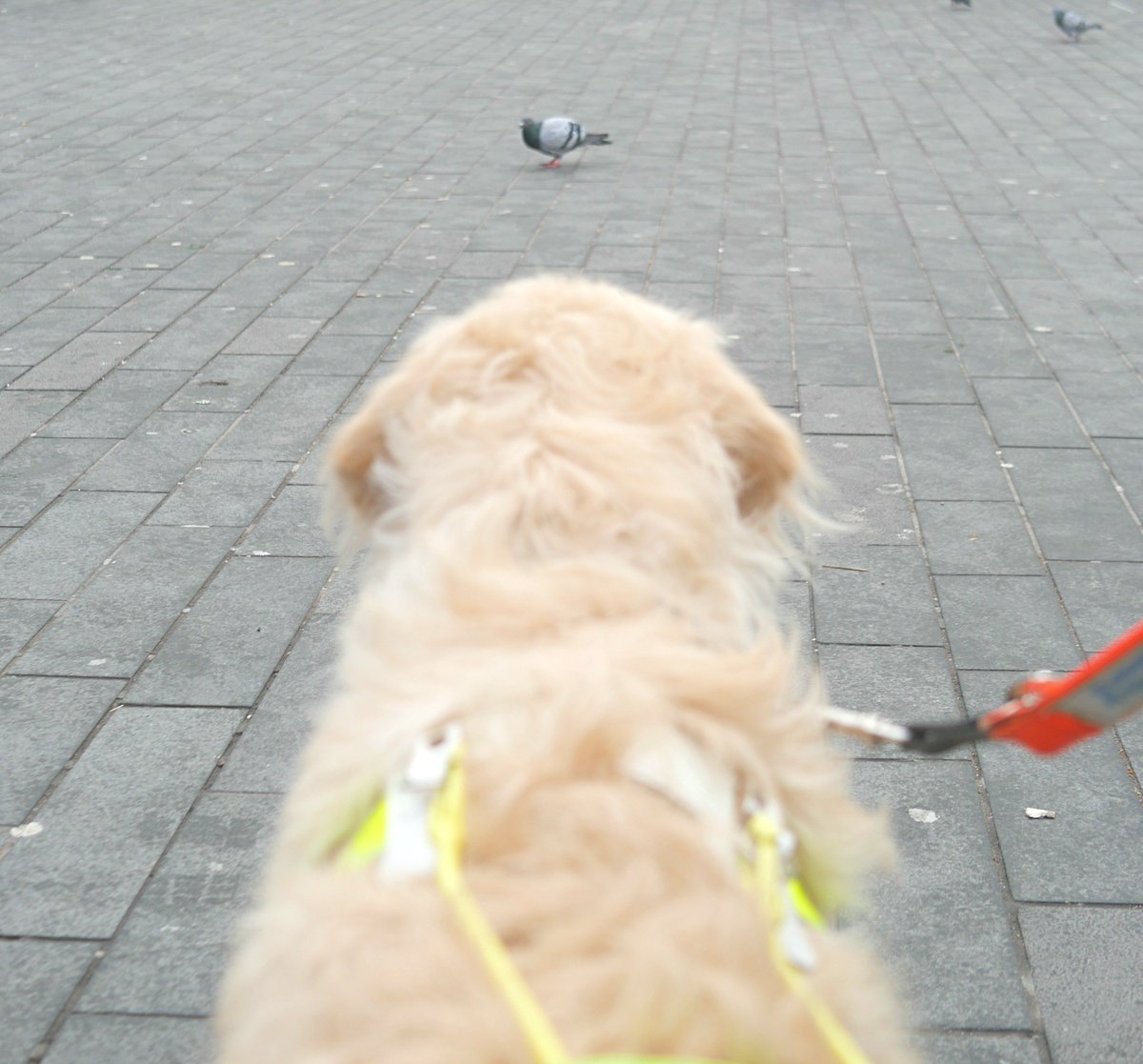TheGuidePuppy's tweet photo. Me vs. Some Pigeons: The Distraction Training Showdown. Follow @guidedogs to see the full video! 
.
[Image description: Luna stares at some pigeons on the pavement.] https://t.co/bEHF7EJUHw