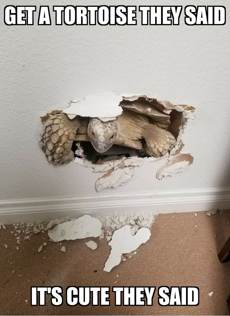 MidExoPets's tweet image. We won! 😂