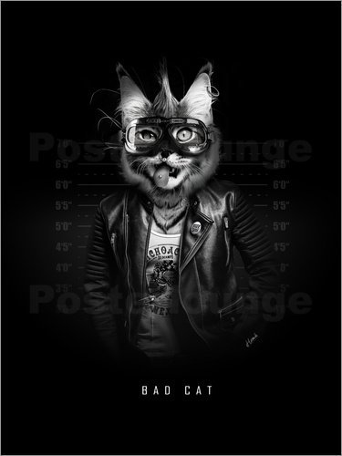 Bad Cat, 2018