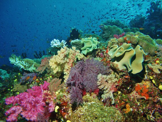 Коралловый риф отзывы. Риф Туббатаха Филиппины. Морской парк на рифах Туббатаха. Шарм-Эш-Шейх коралловые рифы. Коралловый риф в Шарм Эль Шейхе.