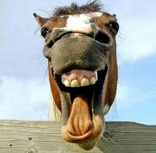 LanguageLambs's tweet image. J'ai une très bonne nouvelle pour vous !
I have some exciting news for you!
Language Lambs will be holding sessions for 4 to 7 year-olds at Llanhilleth Institute in March!