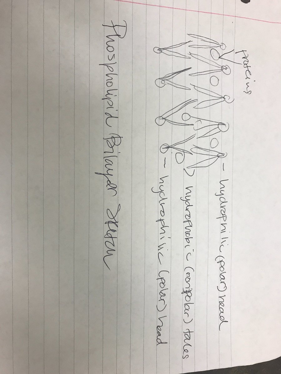 MLohrerNS201's tweet photo. @SamHammer here is our rough sketch https://t.co/iZ1iF2Mb0Y