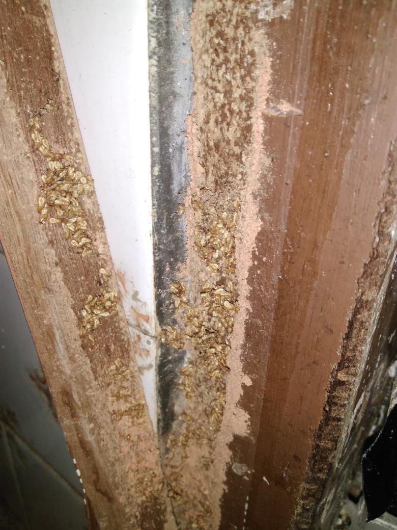 Vector protection tweet media