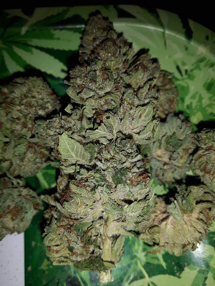 Cannahealthmeds's tweet photo. I Supply To Both Patients And Stoners contact:cherryhernandez554@gmail.com 
#dabs #dab #patient2patient #mmj #mj #pot  #recreational #lb #legalizeit  #cannabisactivist #weedstagram #smoke #ganja #high #highlife #cannabiscommunity #highsociety #weedstagram420 #fire #firelate https://t.co/ciQn5BSB0H