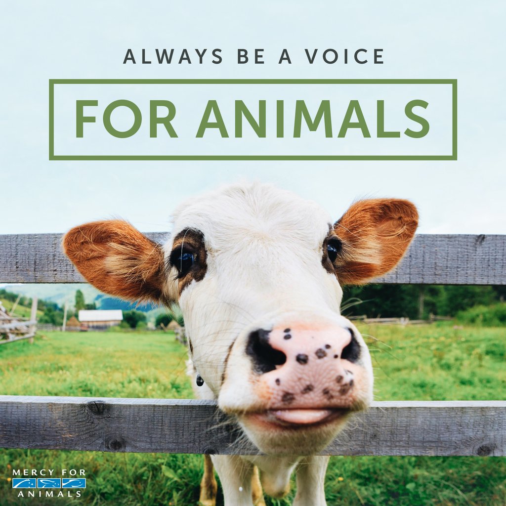 Mercy For Animals on Twitter: Mercy For Animals on Twitter: