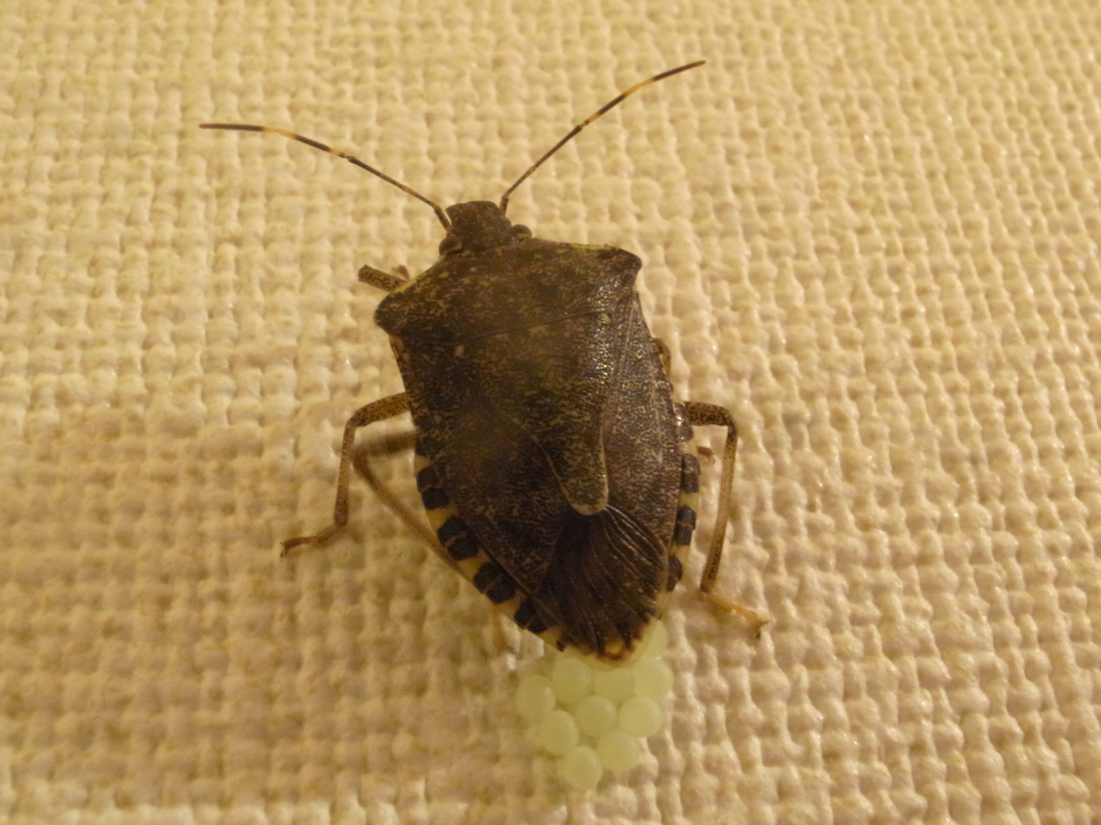 ザーマスざます 過去画 夜遅く 家の中でクサギカメムシ たぶん の産卵シーンに遭遇 面白いのでしばらく観察 朝になったら カメムシはいなくなっていた 卵は壁の色とあまり変わらないので このまましばらく放っておいてもは騒ぎにはなりますまい