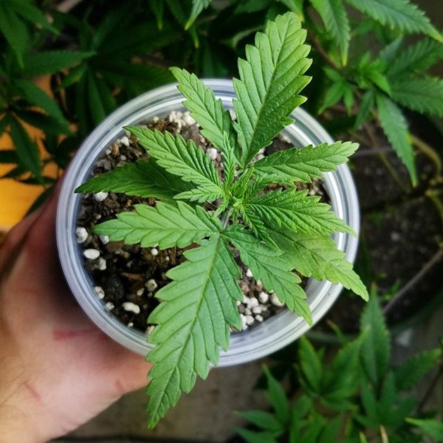 spliffseeds's tweet photo. 2 new #sweetnsour seedlings again , 11ish days above soil now
#weed #weedstagram #ommp #cannabiscommunity #spliffseeds #pdxgrowers #cannabis #ommpgrower #420 📷: @ostadork https://t.co/LSzFn5jcqU