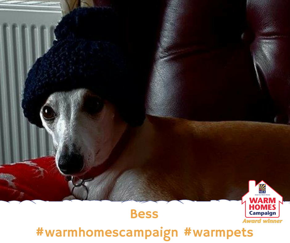 BarnsleyHousing's tweet photo. Are your radiators cold when the heating’s on? They may need bleeding! Find out how here: https://t.co/LpI4pvfaiT   
#warmhomescampaign #warmpets https://t.co/4W07hsT3eh