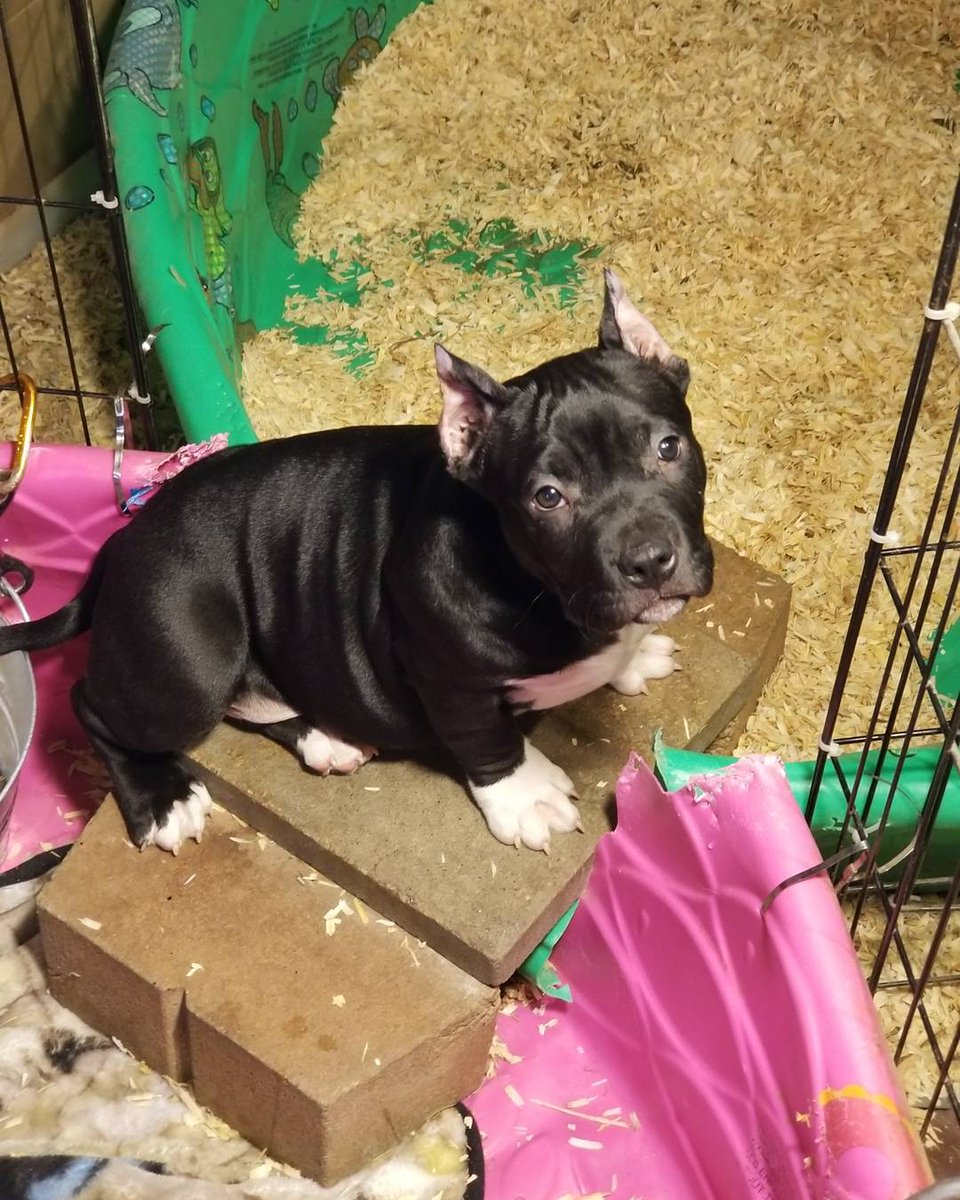 HardRockBullys's tweet image. Cute &amp;amp; playful female off of Durango &amp;amp; Sweet Emotion
3 Black Males &amp;amp; 2 Black Females available. Born 12/02/2017
UKC registered.
Check site for details &amp;amp; prices
HardRockBullys.com
HardRock Bullys on Facebook

#puppy#puppies #puppiesforsale #americanbully @HardRockBullys