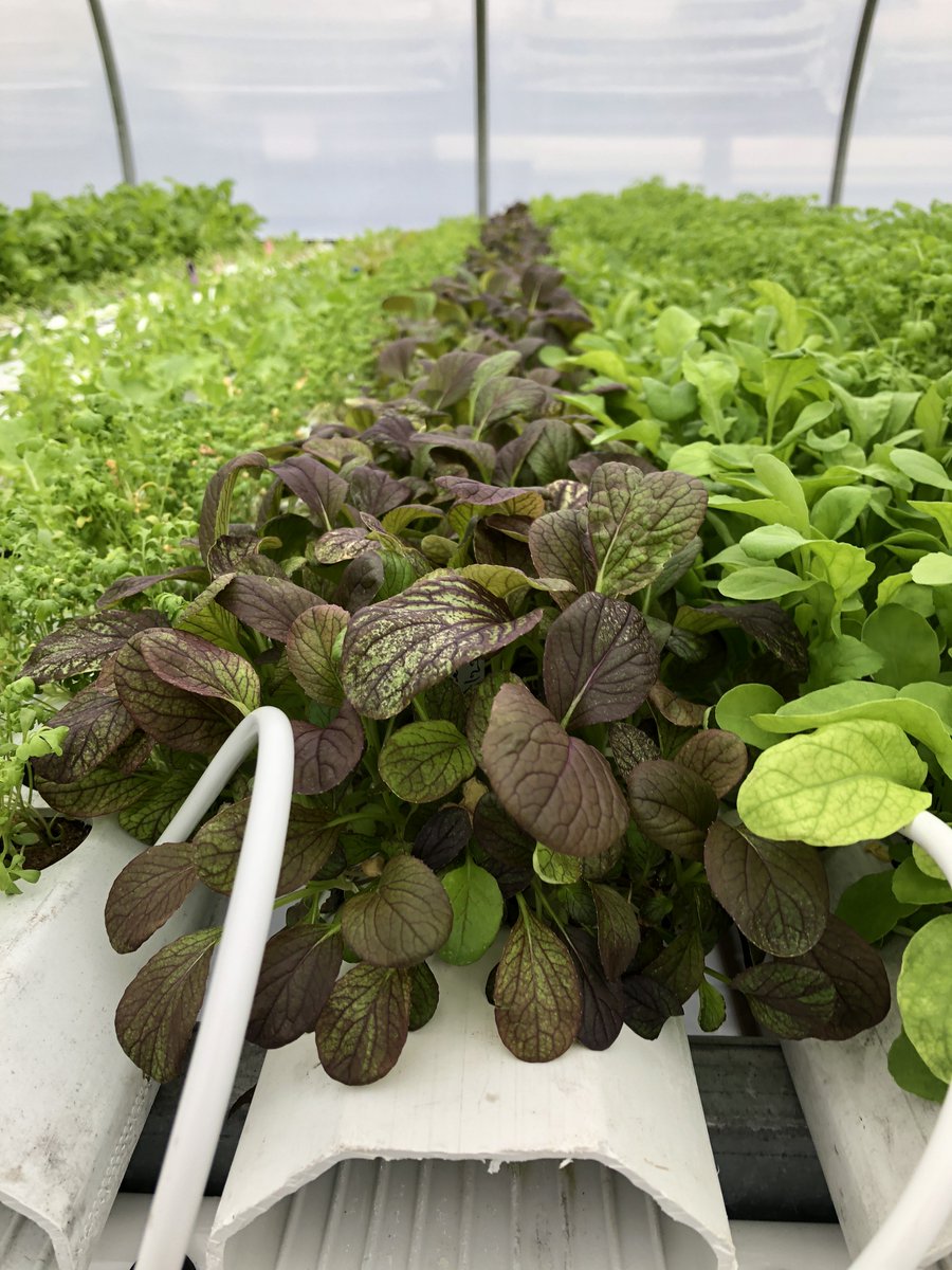 Don't forget! You still have 7 days to take advantage of our AmHydro Epic February promotion! Through the end of the month, we're offering free shipping on our Epic line of nutrient products for flowering annuals. Order this week at  shop.amhydro.com/collections/ep…