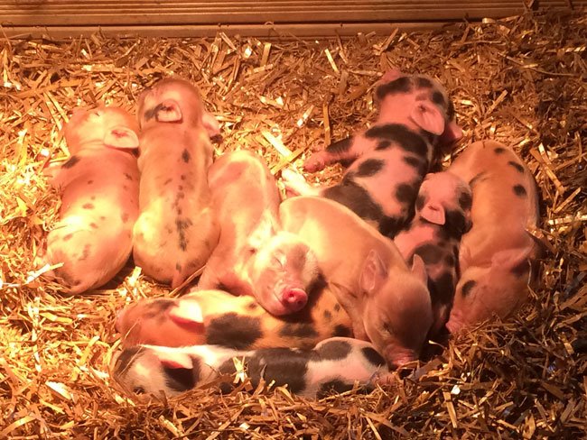 MATpraise's tweet photo. World famous Pennywell miniature pigs born at https://t.co/EtaBDSQDGr https://t.co/UI1SnQgLKQ https://t.co/QVTpoC8lSx