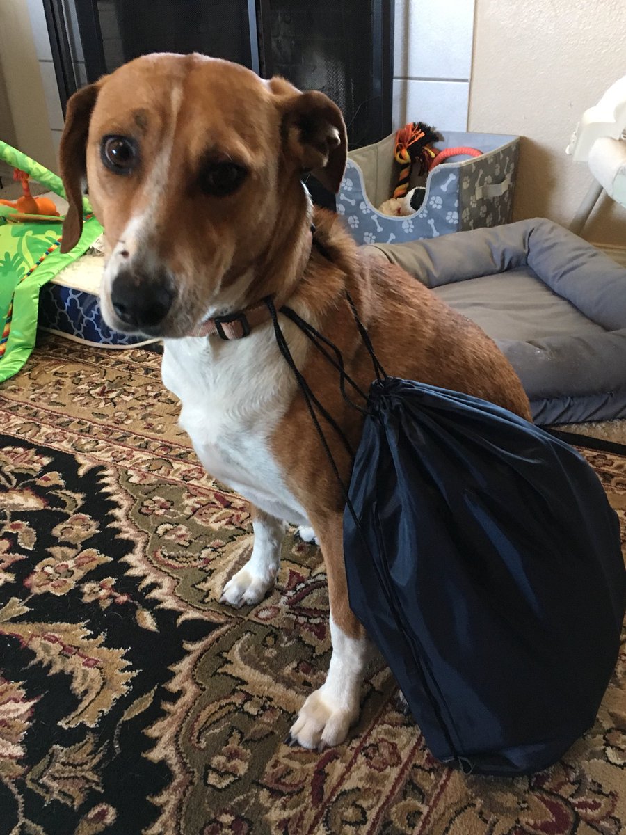 MeghansWish's tweet photo. If Meggy can help deliver bags to foster kids anyone can!

#donate #dog #donate #ittakesavillage #nochildleftwithout #dogshelping #dogsoftwitter https://t.co/wCyaexn7fa