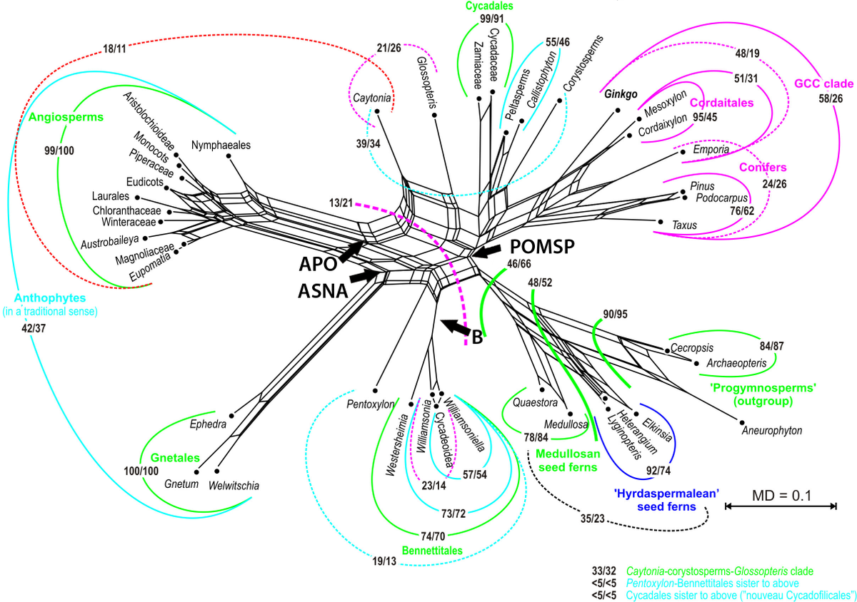 Grimmiges's tweet photo. How did I make the colourful networks (and trees) in my papers? A short guide to my basic workflow involving #RAxML, #Dendroscope, #SplitsTree to ease finish-up with graphics software
https://t.co/L46bi6ezBJ https://t.co/oOLpEFG0eX