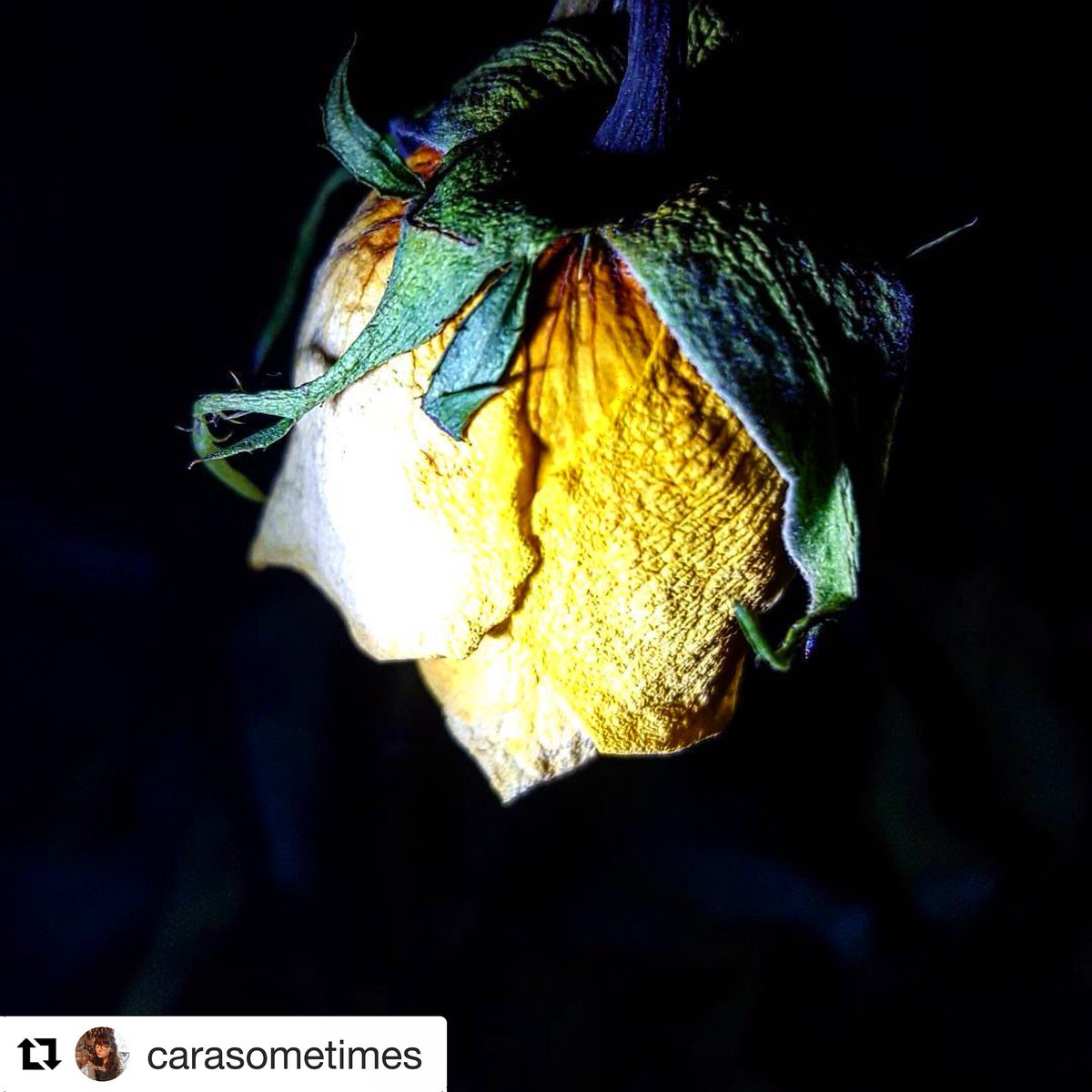 magniband's tweet photo. #Repost @carasometimes 
extremely dead roses (laziness rather than design). I wanted something between Call Me By Your Name and Caravaggio
#magniband #lookcloser https://t.co/bhetDvW663
