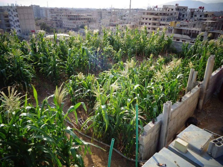 EetbaarRdam's tweet photo. Workshop: The 15th garden - between #selfdetermination and political crackdown (EN). Ansar Hevi about the #15thGarden, a network of #urbangardens and #agriculturalprojects in #Syria https://t.co/ygDEwVrcXd #reclaimtheseeds #ergroeit #bluecity010 https://t.co/bRNC7JVRQ3