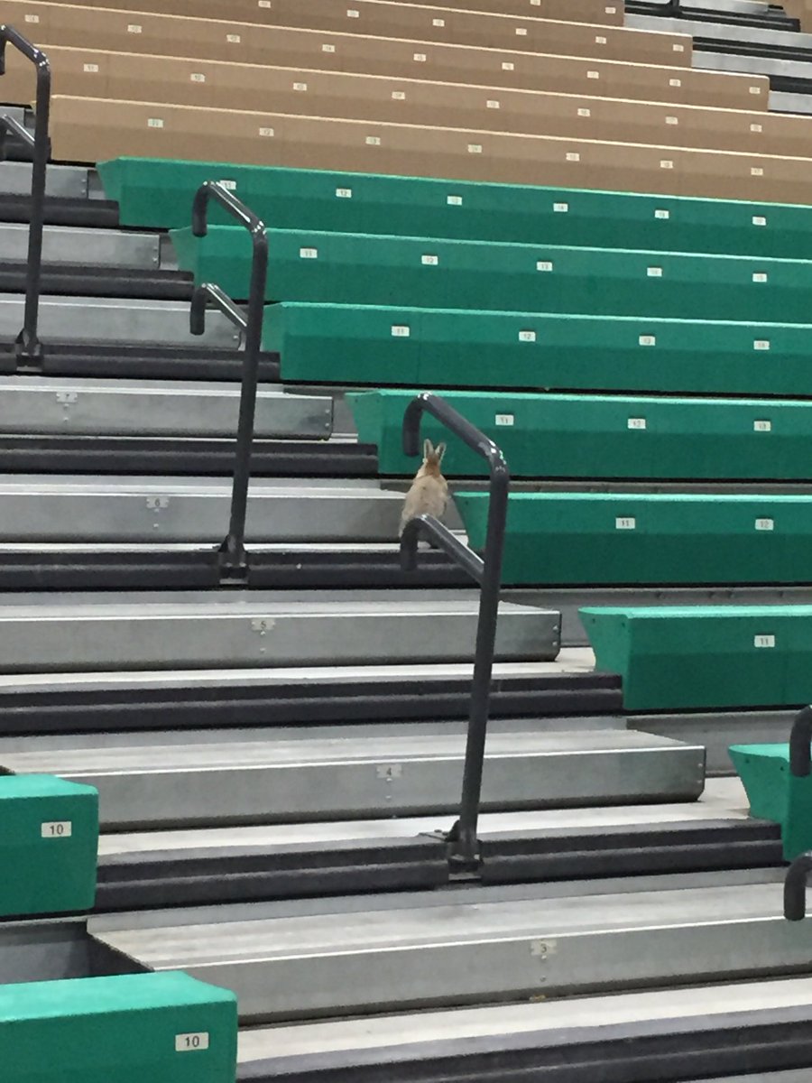 campbell_dodger's tweet image. Everyone wants to be part of the Northern C tournament. #mtsports #mtscores #northernC