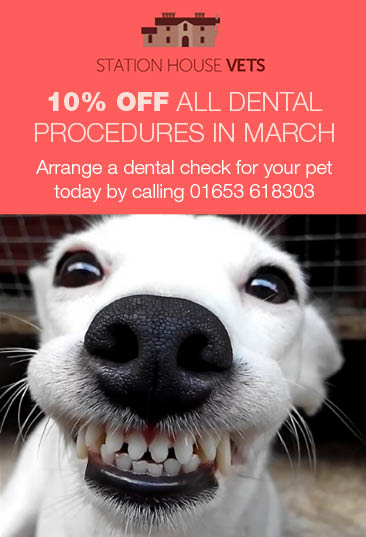 HandyMag's tweet photo. Make sure your pets pearly whites are up to scratch with 10% off dental procedures in March @StationHouseVet #Ryedale #York https://t.co/37TG8OLTJL