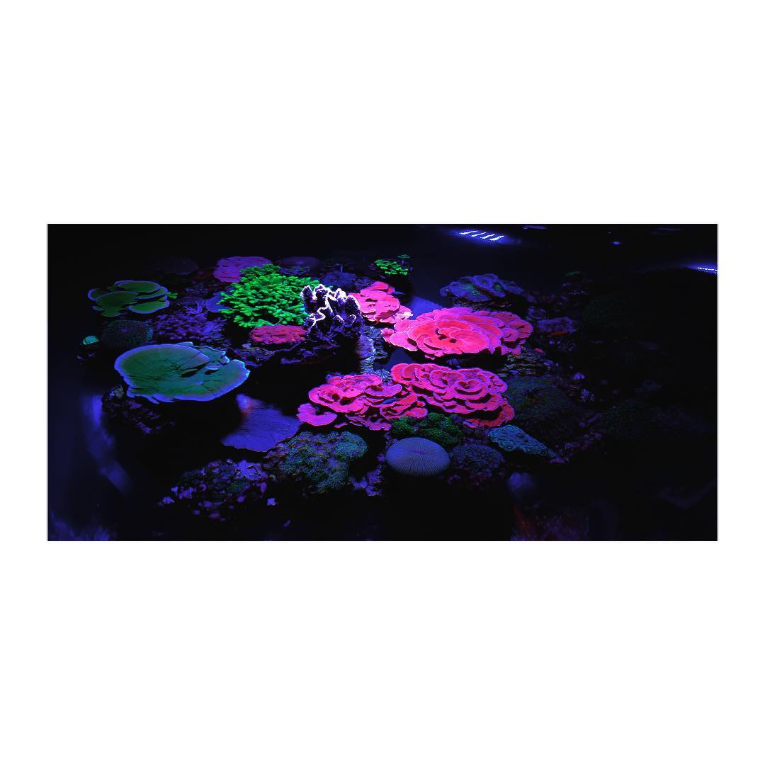TonyWolff_'s tweet photo. https://t.co/nHeyee7f6H #coral #pink #neonlights 
@tony_wolff_ #photography #seaphotography #neon #museeoceanographiquedemonaco @instagram https://t.co/VPUqes5WIA