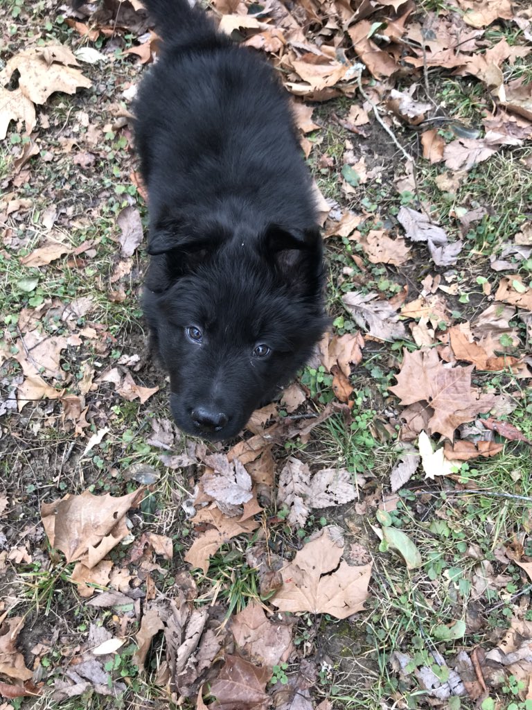 lyssaahaley25's tweet photo. @shophopes319 My sweet, adventurous, handsome, sneaky German Shepherd: ECHO 🖤🖤 #ShopHopes #NationalLoveYourPetDay https://t.co/ZeXbyraBqc