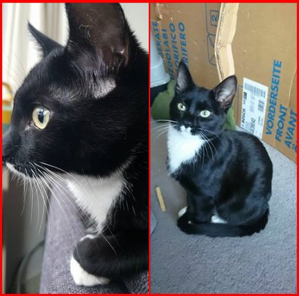 DE_HERENIGING's tweet image. 🌞 HERENIGD!
KAT SAMBA 
kitten, zwart/wit, 5 mnd 
#UTRECHT #UT Groeneweg 
#DHver 14/2/18  facebook.com/23204699025890…