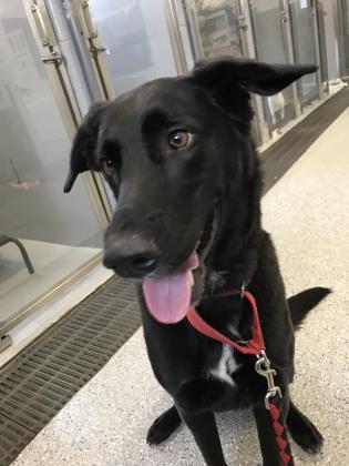 3HLTOUR's tweet photo. 3HL Pet of the Day: Lexy

$3 from every ticket sold will go to support @OntarioSPCA 

Get your tickets: https://t.co/sPts6bBrCr                  

Meet Lexy: https://t.co/b3mHu6GC7d

#3on3ProHockey #iAdopt https://t.co/3M778PSo0s