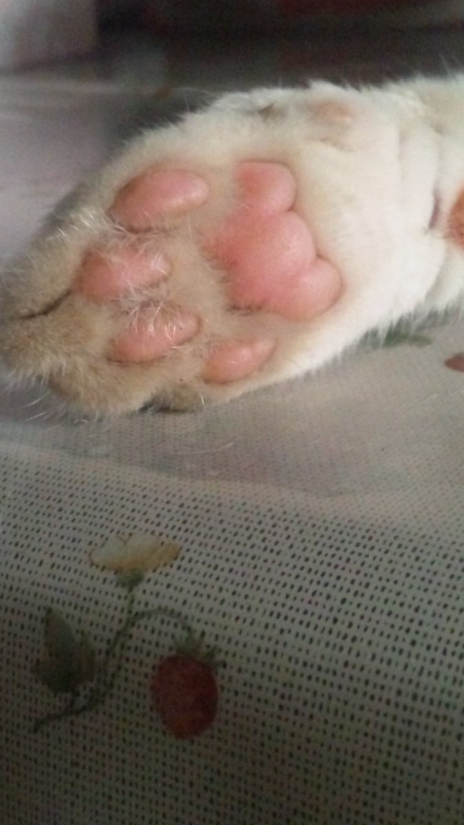 猫さんの肉球で性格診断 うちの子はこうだった という報告画像集 眼福 Togetter